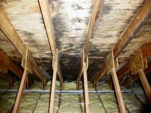 Black mold covering attic ceiling Abbotts Cleanup and Restoration Colorado