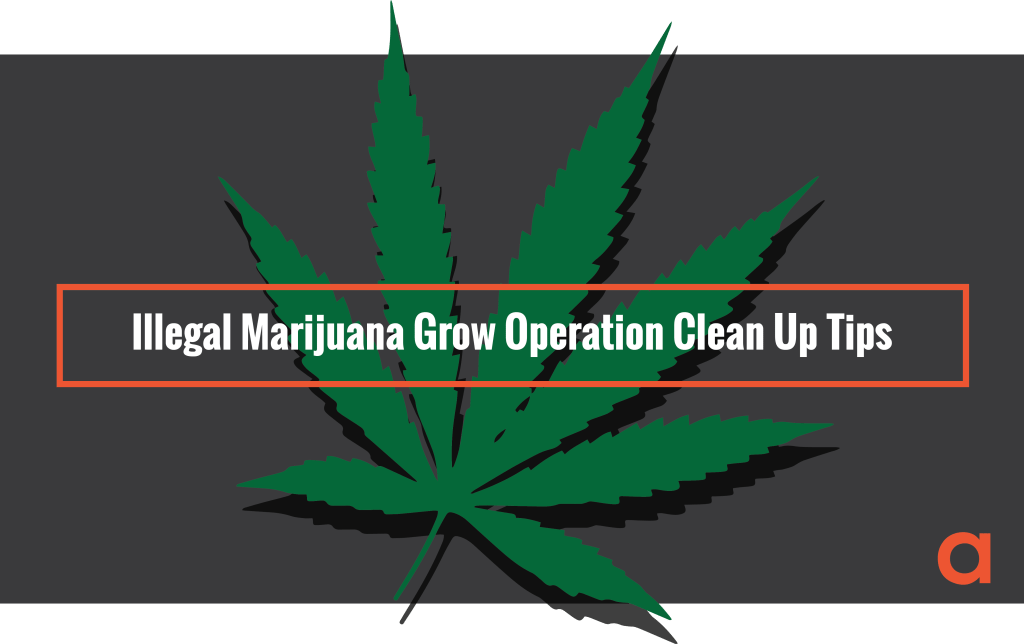 Illegal Marijuana Grow Operation Clean Up Tips
