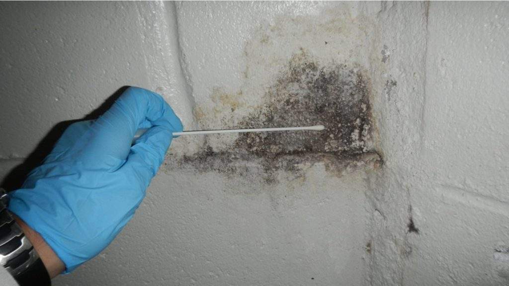 mold inspection test Abbotts Cleanup and Restoration Colorado