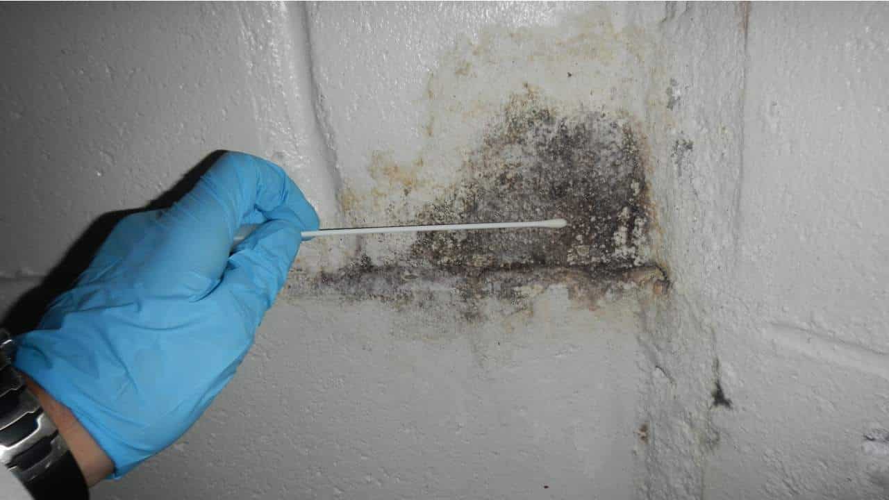 How Mold Remediation Specialists Find and Eradicate Mold