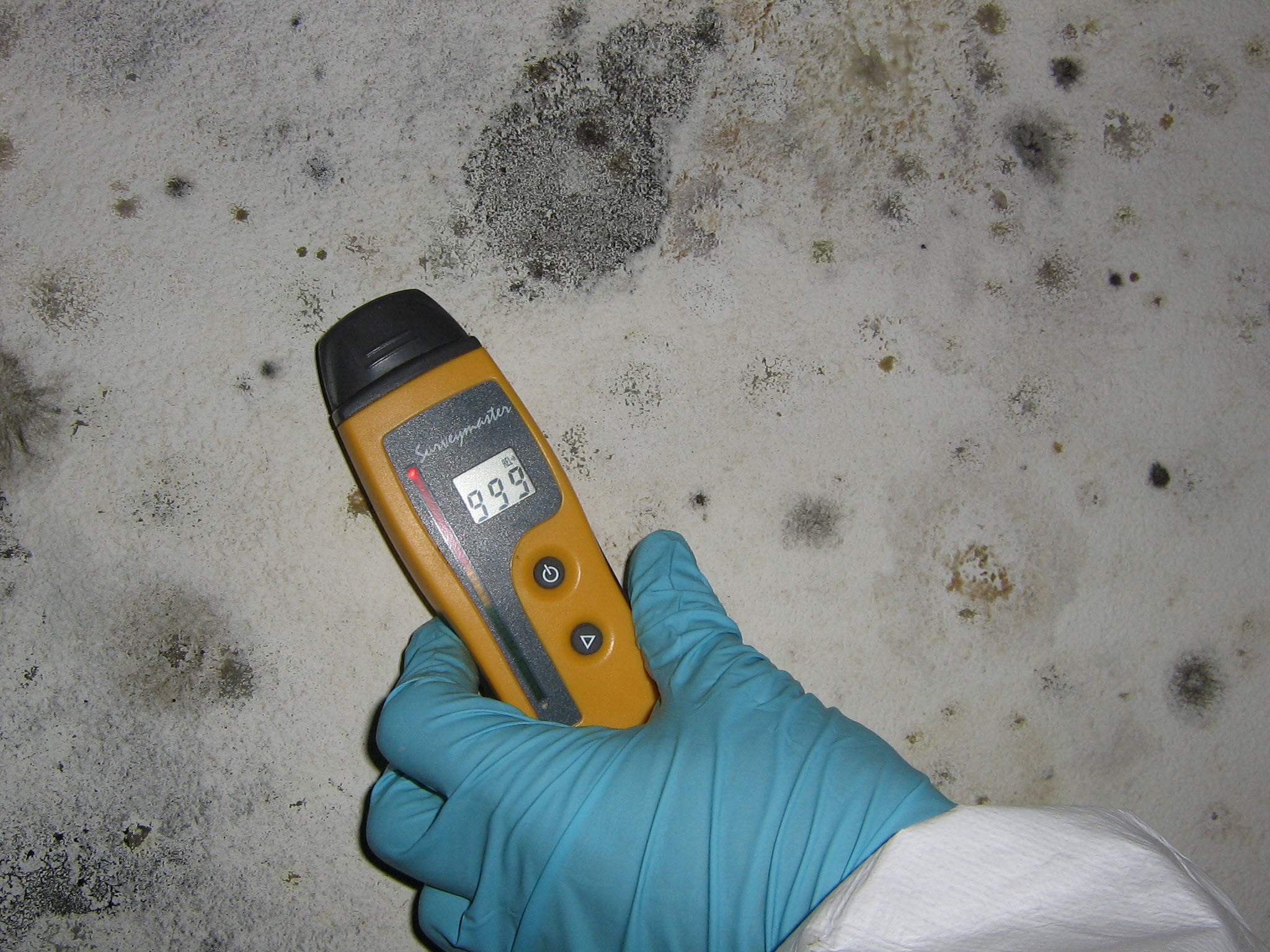 Locating & Eliminating Mold: How Specialists Do It