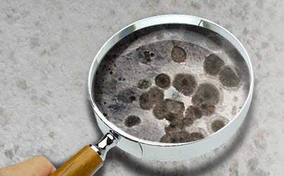Mold inspection under magnifying glass Abbotts Cleanup and Restoration Colorado