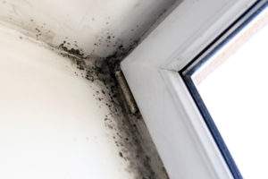 mold damage in the corner of a window Abbotts Cleanup and Restoration Colorado