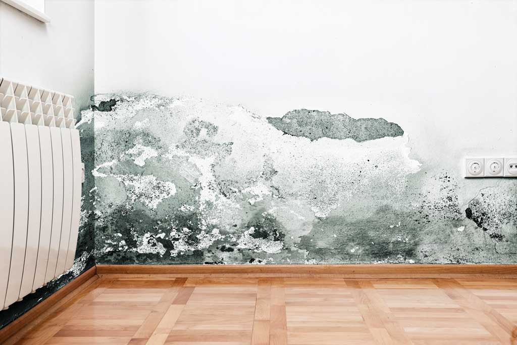 Mold Mold Overview