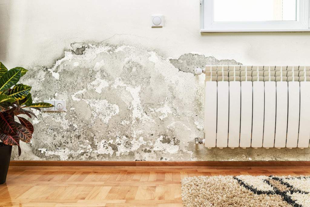 mold could be impacting your health more than you realize