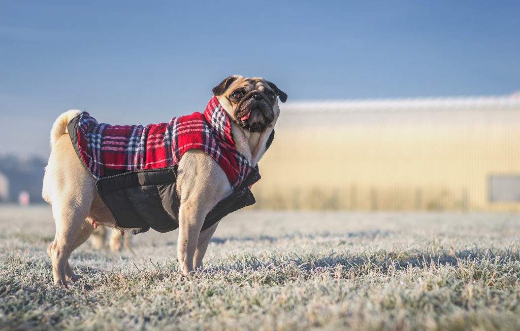 Quick Tips to Keep Your Pets Safe this Winter