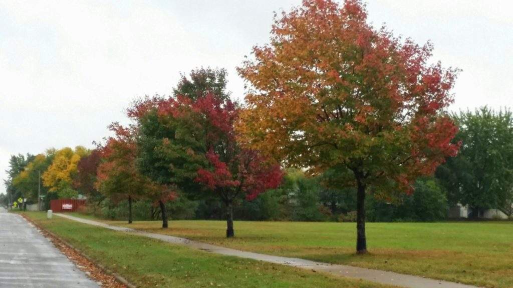 fall colors