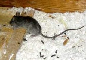 rodent droppings in insulation