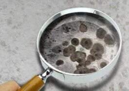 Mold inspection under magnifying glass Abbotts Cleanup and Restoration Colorado