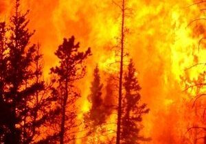 Wildfire burning through a forest